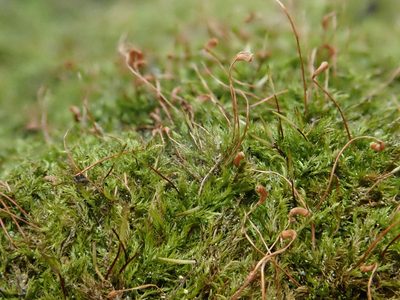 Homomallium incurvatum, photographed by Christian Berg