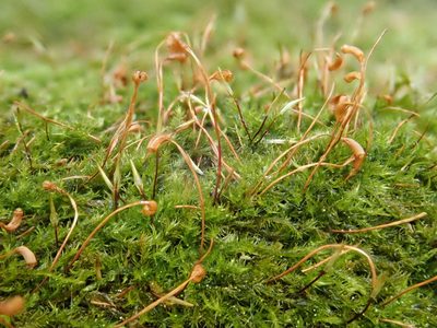 Homomallium incurvatum, photographed by Christian Berg