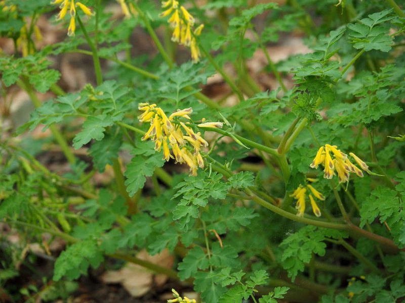 Corydalis heterocarpa, photographed by Katja Schulz