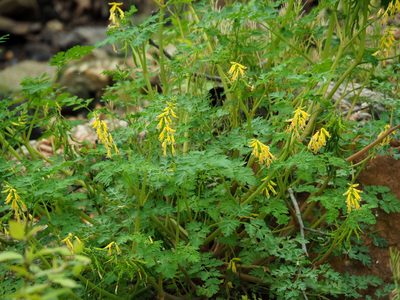 Corydalis heterocarpa, photographed by Katja Schulz