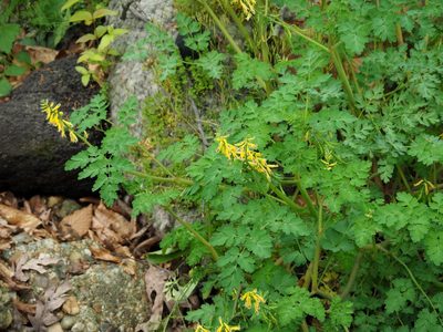 Corydalis heterocarpa, photographed by Katja Schulz
