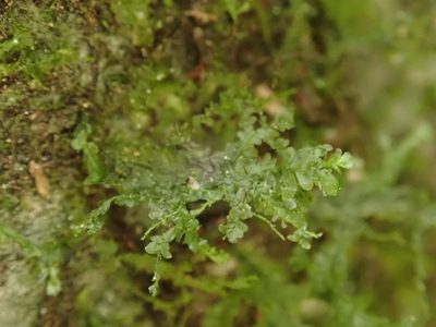 Alleniella besseri, photographed by Christian Berg