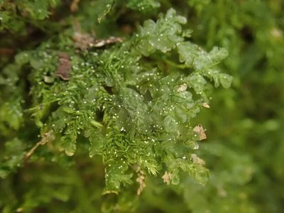 Alleniella besseri, photographed by Christian Berg