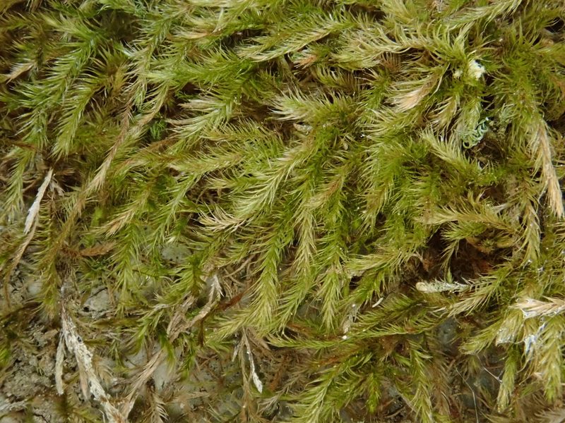 Orthothecium intricatum, photographed by Christian Berg