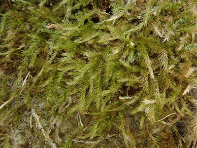 Orthothecium intricatum, photographed by Christian Berg