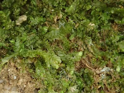 Pedinophyllum interruptum, photographed by Christian Berg