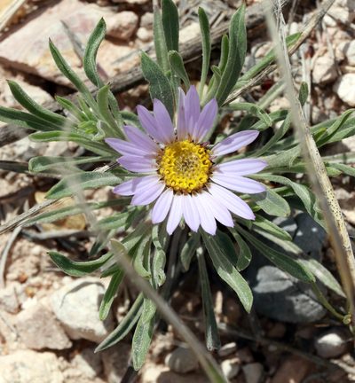 Townsendia texensis, photographed by Catherine C. Galley