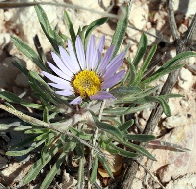 Townsendia texensis, photographed by Catherine C. Galley