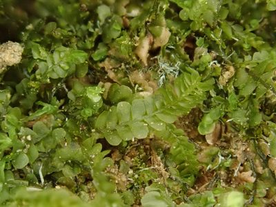 Pedinophyllum interruptum, photographed by Christian Berg