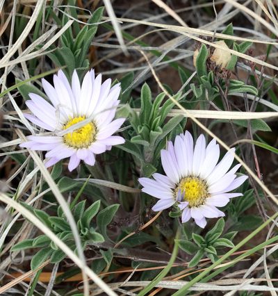 Townsendia texensis, photographed by Catherine C. Galley