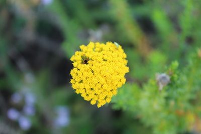 Schistostephium umbellatum, photographed by Corne Brink