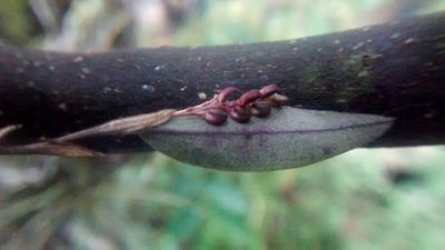 Trichosalpinx ciliaris, photographed by Victor De la Cruz