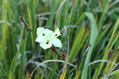 Dietes bicolor, photographed by Corne Brink