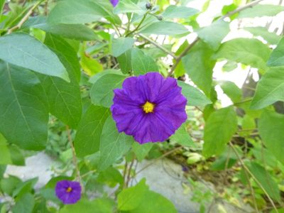 Lycianthes rantonnetii, photographed by Carl Carranza