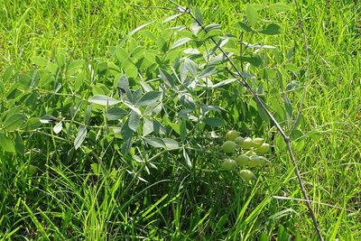 Baptisia sphaerocarpa, photographed by Martha Richeson