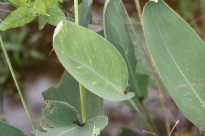 Thalia dealbata, photographed by Rich Sommer