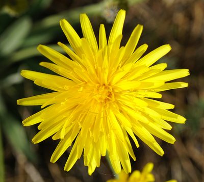 Leontodon incanus, photographed by Patrick Hacker