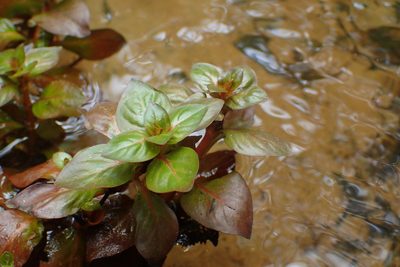 Ludwigia repens, photographed by Austin Pursley