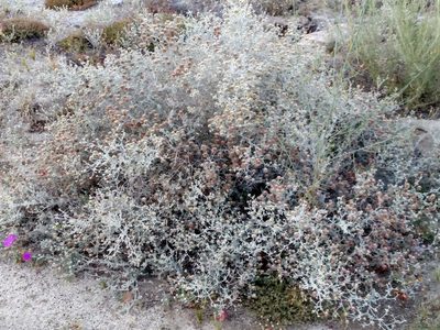 Psorothamnus emoryi, photographed by George Raymond