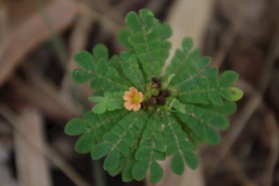 Biophytum umbraculum, photographed by coenobita