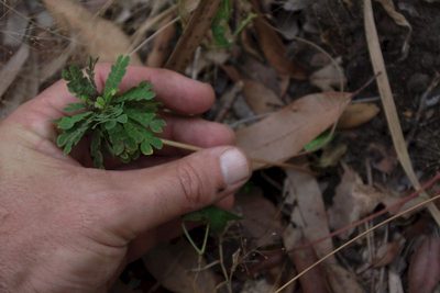 Biophytum umbraculum, photographed by coenobita