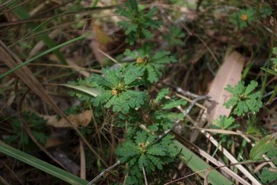 Biophytum umbraculum, photographed by coenobita