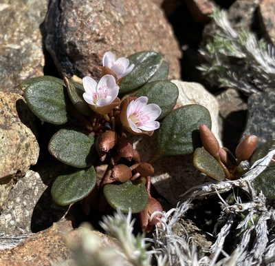 Claytonia umbellata, photographed by Matt Berger