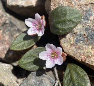 Claytonia umbellata, photographed by Matt Berger