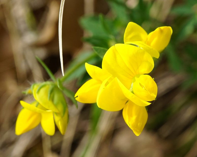 Lotus borbasii, photographed by Patrick Hacker