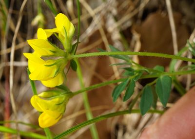 Lotus borbasii, photographed by Patrick Hacker