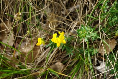 Lotus borbasii, photographed by Patrick Hacker