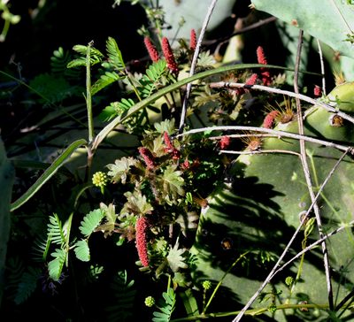 Acalypha radians, photographed by Wes Copas