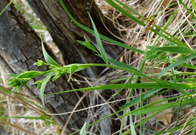 Thesium linophyllon, photographed by Patrick Hacker