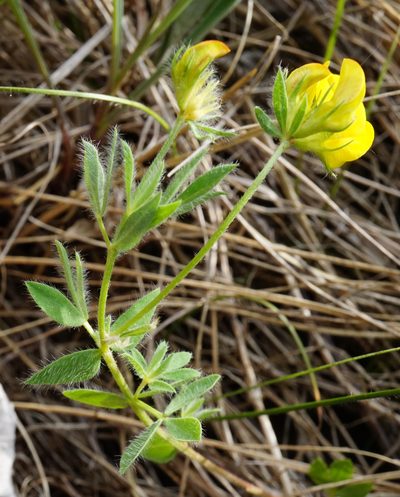 Lotus borbasii, photographed by Patrick Hacker