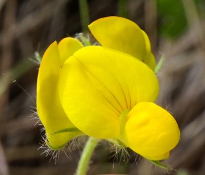 Lotus borbasii, photographed by Patrick Hacker
