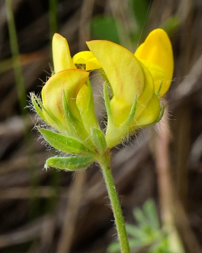 Lotus borbasii, photographed by Patrick Hacker