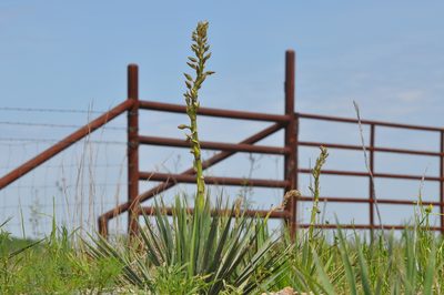 Yucca arkansana, photographed by brybrysciguy