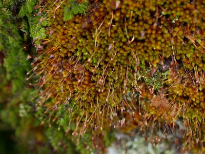 Macromitrium longipes, photographed by Leon Perrie