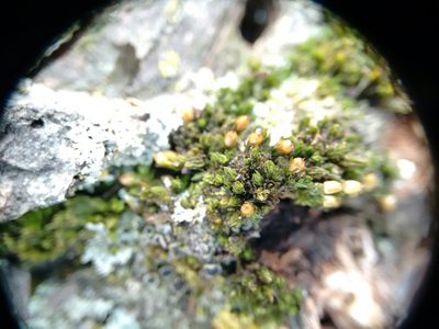 Orthotrichum stellatum, photographed by Rafael Medina