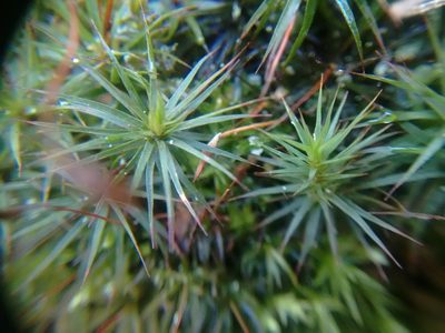 Polytrichum ohioense, photographed by Rafael Medina