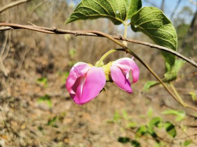 Canavalia villosa, photographed by Juan Carlos Pérez Magaña