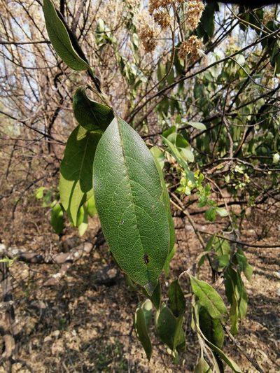 Garrya laurifolia, photographed by Juan Carlos Pérez Magaña