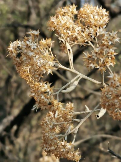 Vernonia paniculata, photographed by Juan Carlos Pérez Magaña