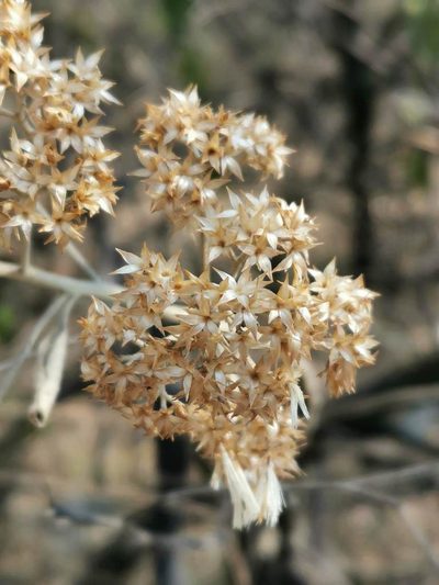Vernonia paniculata, photographed by Juan Carlos Pérez Magaña