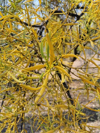 Phoradendron carneum, photographed by Juan Carlos Pérez Magaña