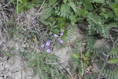 Astragalus emoryanus, photographed by Juan Cruzado Cortés