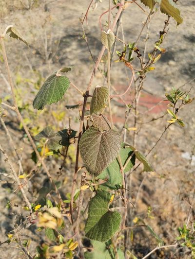 Vitis tiliifolia, photographed by Juan Carlos Pérez Magaña