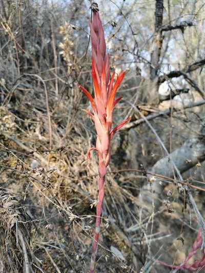 Pitcairnia vallisoletana, photographed by Juan Carlos Pérez Magaña