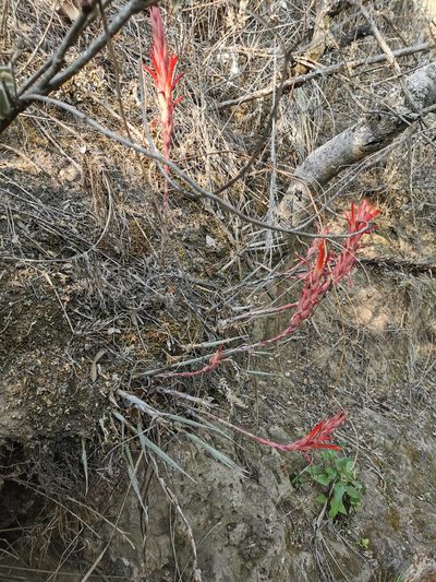 Pitcairnia vallisoletana, photographed by Juan Carlos Pérez Magaña
