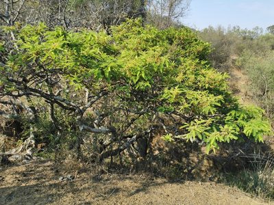 Vachellia pennatula, photographed by Juan Carlos Pérez Magaña